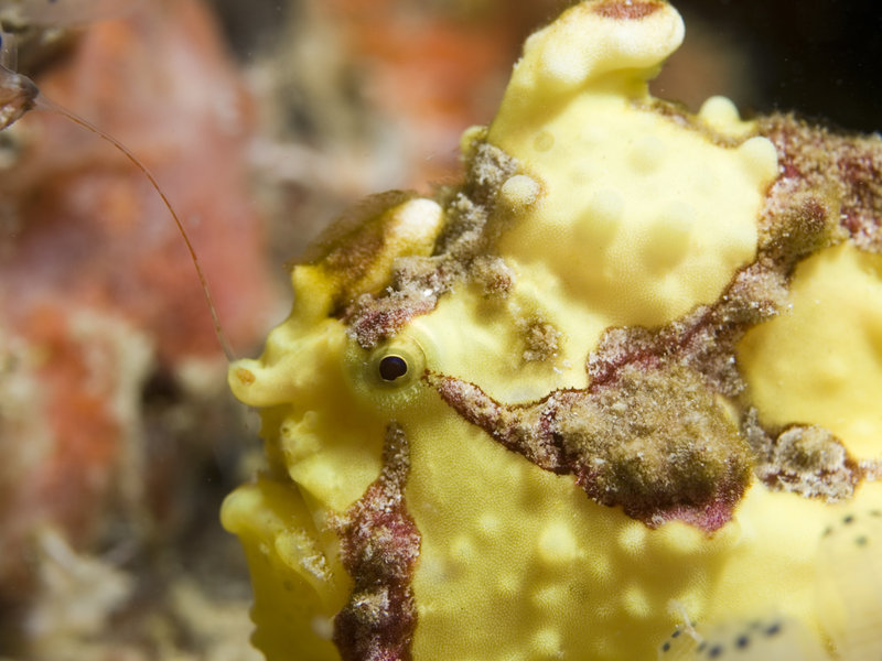 Mabul, Artificial Reef, Frogfish